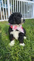 Bella, a female Bernedoodle for sale in Longview, TX – 5 of 5