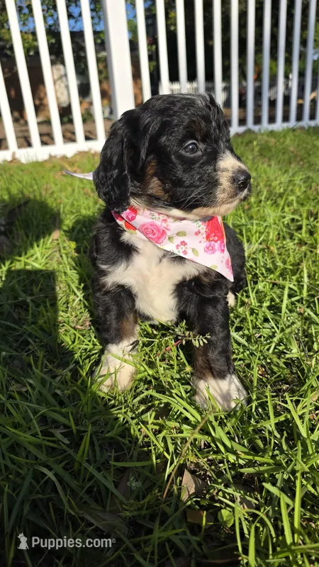 Bella – Bernedoodle puppy for sale in Longview, TX