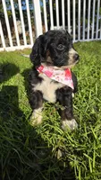 Bella, a female Bernedoodle for sale in Longview, TX – 1 of 5