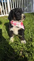 Bella, a female Bernedoodle for sale in Longview, TX – 3 of 5