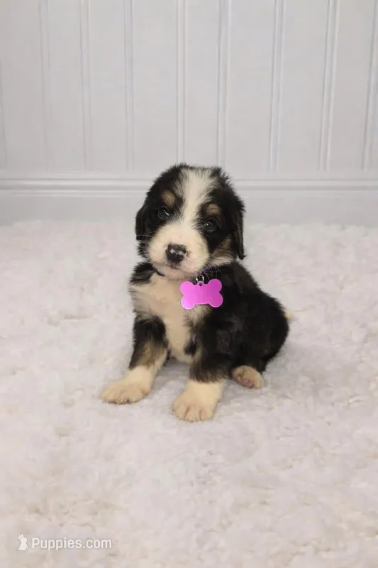Stella – Bernedoodle puppy for sale in Longview, TX