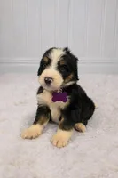 Stella, a female Bernedoodle for sale in Longview, TX – Photo 3 of 3