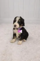 Stella, a female Bernedoodle for sale in Longview, TX – Photo 2 of 3