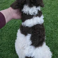 Janie, a female Poodle - Standard  for sale in Longview, TX – Photo 7 of 8