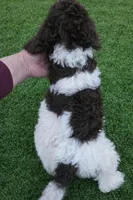 Janie, a female Poodle - Standard  for sale in Longview, TX – Photo 2 of 2