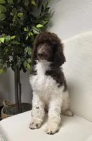 Janie, a female Poodle - Standard  for sale in Longview, TX – Photo 5 of 8