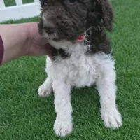 Janie, a female Poodle - Standard  for sale in Longview, TX – Photo 8 of 8