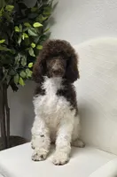 Janie, a female Poodle - Standard  for sale in Longview, TX – Photo 2 of 8