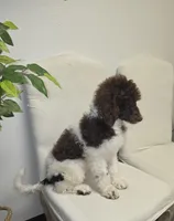 Janie, a female Poodle - Standard  for sale in Longview, TX – Photo 4 of 8