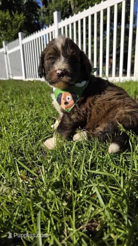 Barkley – Bernedoodle puppy for sale in Longview, TX