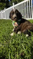 Barkley, a male Bernedoodle for sale in Longview, TX – 1 of 6