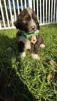 Barkley, a male Bernedoodle for sale in Longview, TX – 3 of 6