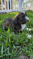 Barkley, a male Bernedoodle for sale in Longview, TX – 5 of 6
