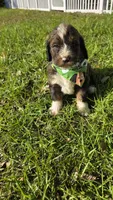 Barkley, a male Bernedoodle for sale in Longview, TX – 6 of 6