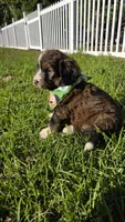 Barkley, a male Bernedoodle for sale in Longview, TX – 2 of 6