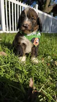 Barkley, a male Bernedoodle for sale in Longview, TX – 4 of 6
