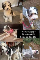 Shep, a male Sheepadoodle for sale in Longview, TX – 4 of 4