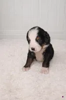 Kali, a female Bernese Mountain Dog for sale in Longview, TX – Photo 3 of 3