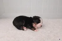 Kali, a female Bernese Mountain Dog for sale in Longview, TX – Photo 2 of 3