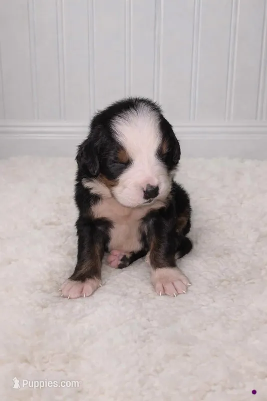 Kali – Bernese Mountain Dog puppy for sale in Longview, TX