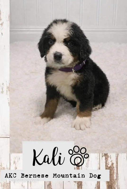 Kali – Bernese Mountain Dog puppy for sale in Longview, TX