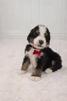 Bruce, a male Bernedoodle for sale in Longview, TX – Photo 2 of 3