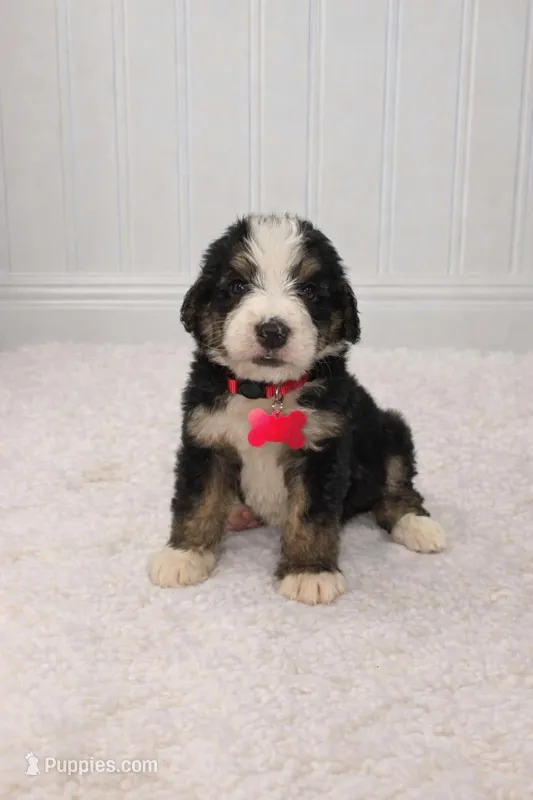 Bruce – Bernedoodle puppy for sale in Longview, TX