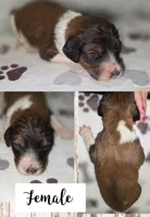 Jojo, a female Bernedoodle for sale in Longview, TX – Photo 6 of 7