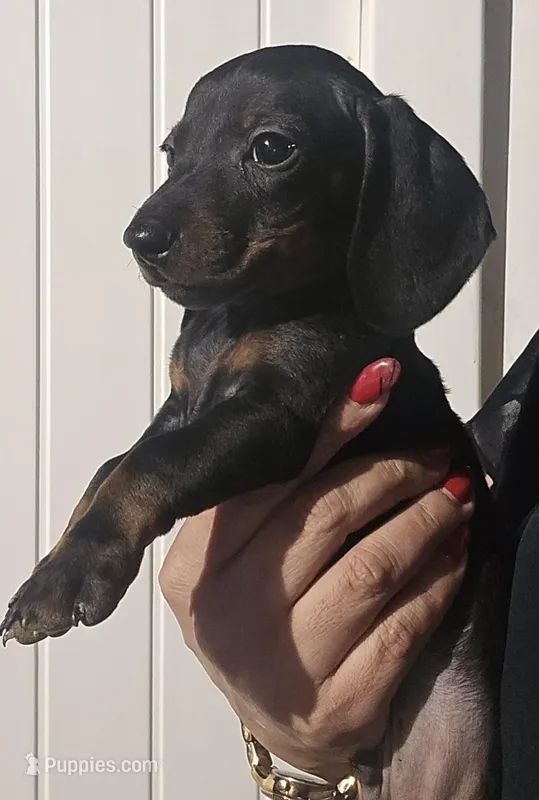 Dachshund 