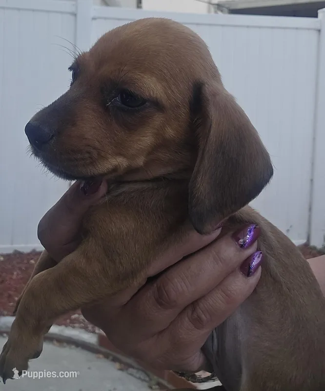 Dachshund  – Dachshund puppy for sale in Canoga Park, CA