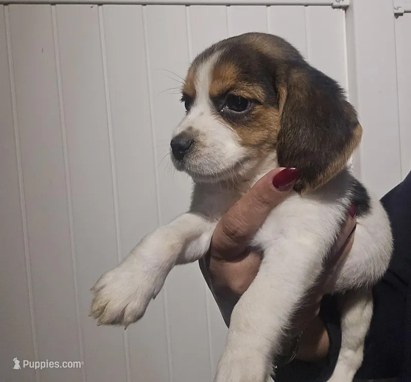 Lily  – Beagle puppy for sale in Canoga Park, CA
