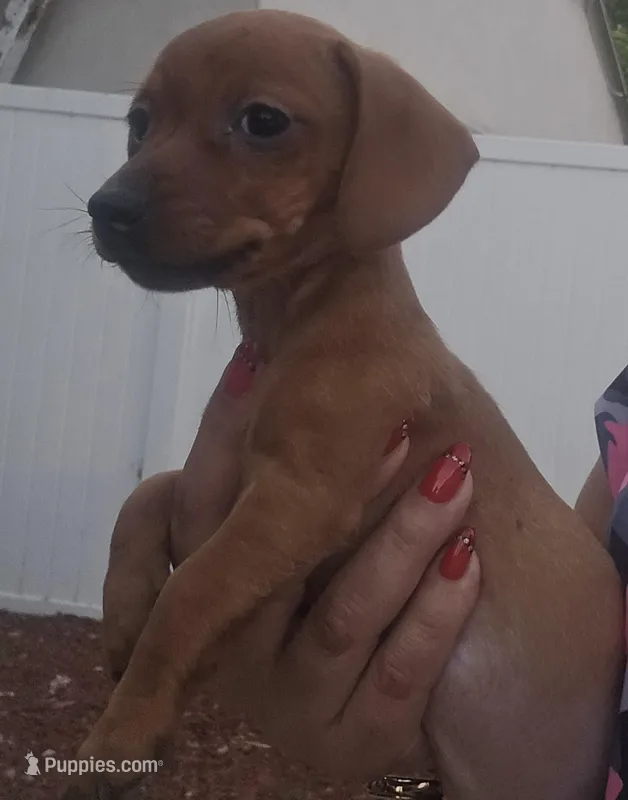 Honey – Dachshund puppy for sale in Canoga Park, CA