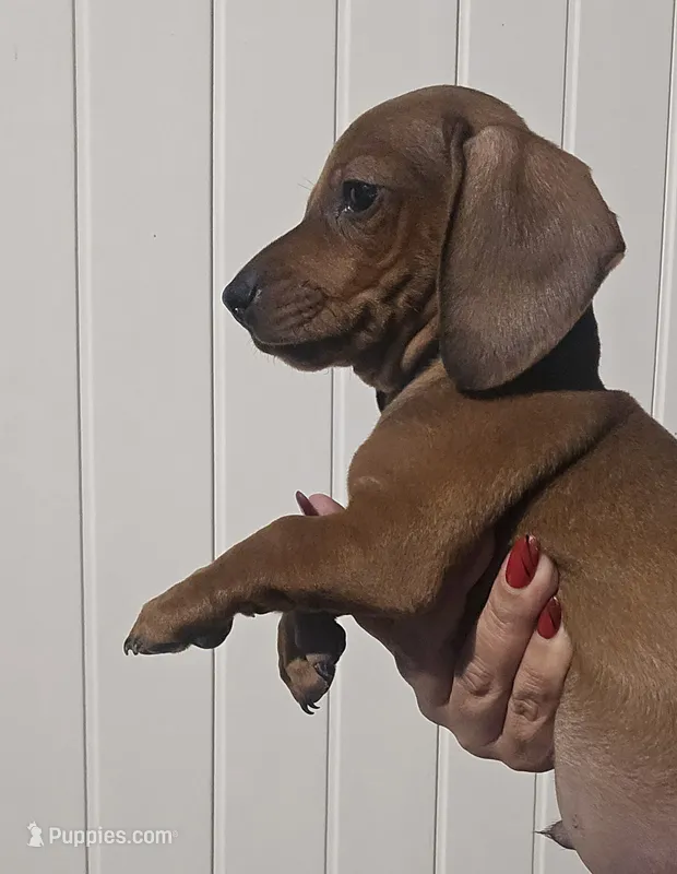 Dachshund