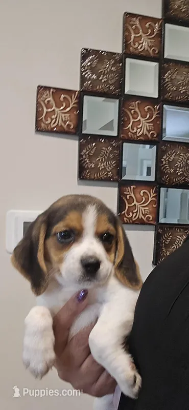 Lily – Beagle puppy for sale in Canoga Park, CA