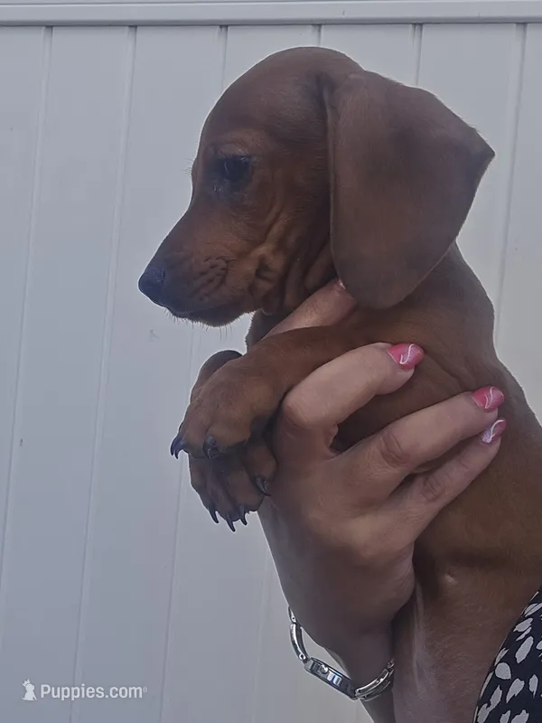 Dachshund 