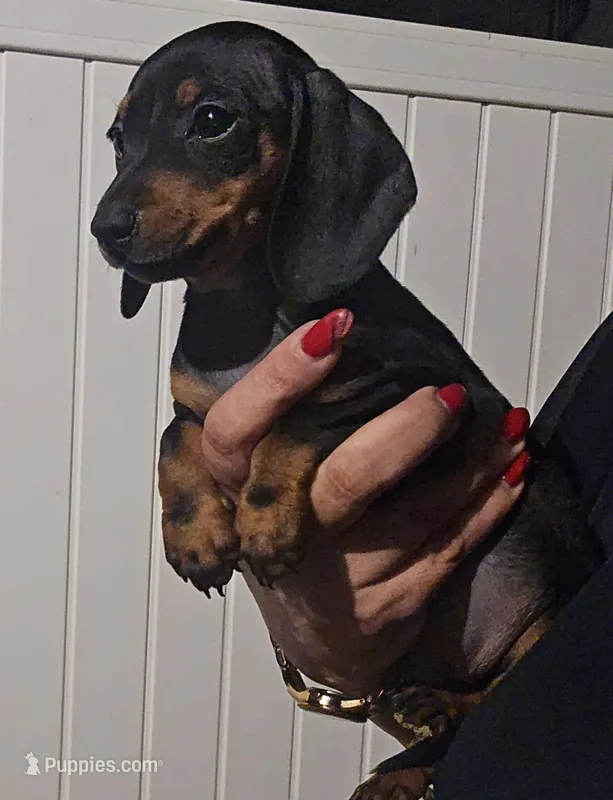 Dachshund  – Dachshund puppy for sale in Canoga Park, CA