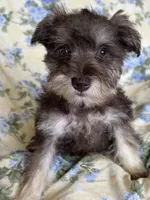 Ember, a female Miniature Schnauzer for sale in Roy, WA – 8 of 10