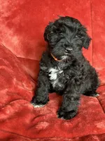 Trapper, a male Miniature Schnauzer for sale in Roy, WA – 6 of 10