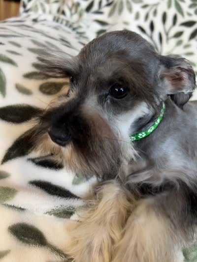 Emma, a female Miniature Schnauzer for sale in Roy, WA – 7 of 10