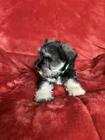 Olive, a female Miniature Schnauzer for sale in Roy, WA – 4 of 10