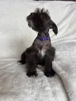 Ellie, a female Miniature Schnauzer for sale in Roy, WA – 9 of 9