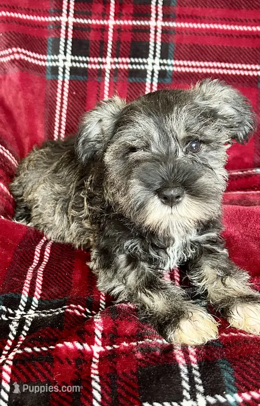 Bruno – Miniature Schnauzer puppy for sale in Roy, WA