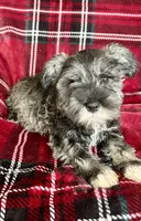 Bruno, a male Miniature Schnauzer for sale in Roy, WA – 1 of 10