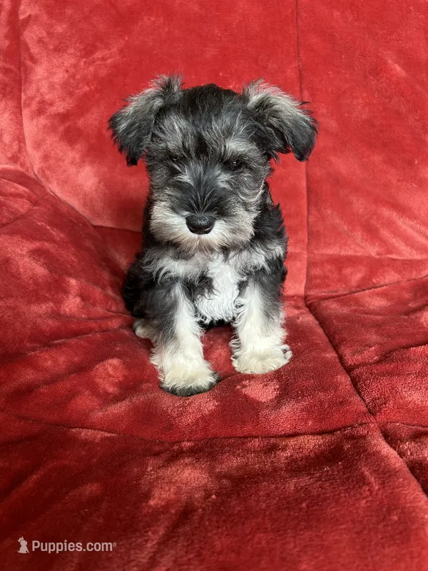 Olive – Miniature Schnauzer puppy for sale in Roy, WA