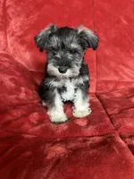 Olive, a female Miniature Schnauzer for sale in Roy, WA – 1 of 10