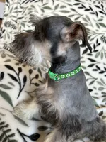 Emma, a female Miniature Schnauzer for sale in Roy, WA – 10 of 10