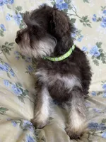 Ember, a female Miniature Schnauzer for sale in Roy, WA – 4 of 10