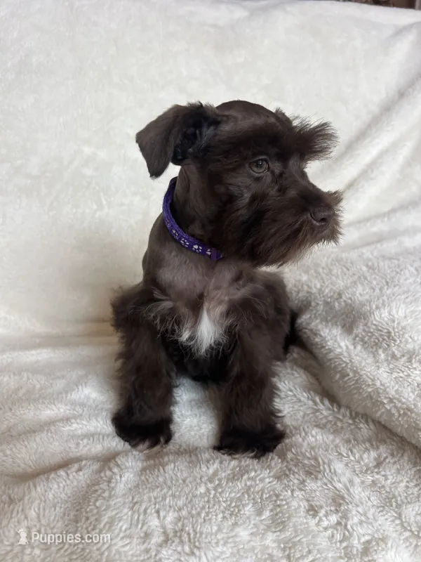 Ellie – Miniature Schnauzer puppy for sale in Roy, WA