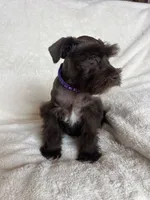 Ellie, a female Miniature Schnauzer for sale in Roy, WA – 1 of 9