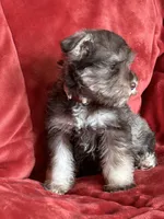 Coco, a female Miniature Schnauzer for sale in Roy, WA – 3 of 9